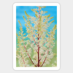 Astilbe  &amp;#39;Rock and Roll&amp;#39;  False goat&amp;#39;s beard Sticker